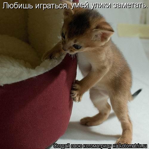 Котоматрица: Любишь играться, умей улики заметать.