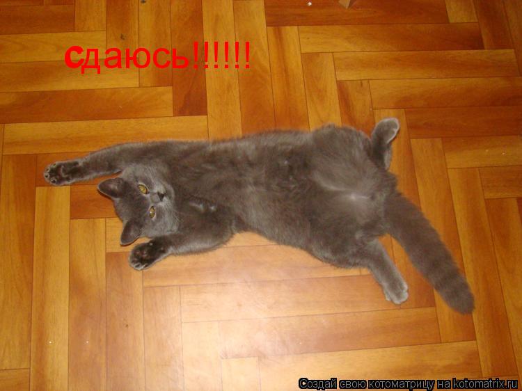 Котоматрица: с сдаюсь!!!!!!