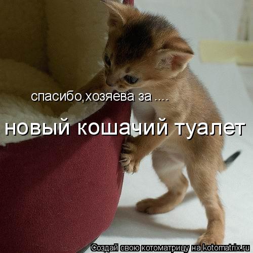 Котоматрица: спасибо,хозяева за новый кошачий туалет ....
