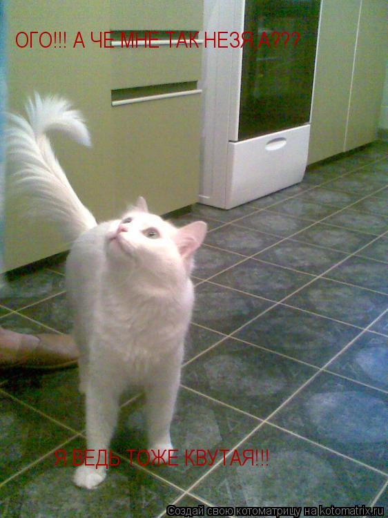 Котоматрица: ОГО!!! А ЧЕ МНЕ ТАК НЕЗЯ,А??? Я ВЕДЬ ТОЖЕ КВУТАЯ!!!