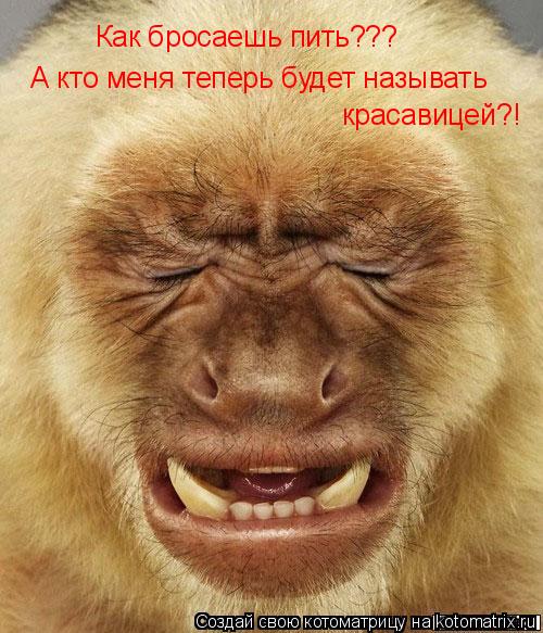 Котоматрица: Как бросаешь пить??? А кто меня теперь будет называть  красавицей?!