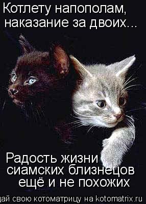 Котоматрица: Котлету напополам, наказание за двоих... Радость жизни  сиамских близнецов ещё и не похожих