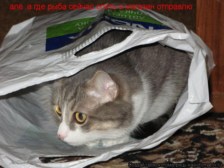 Котоматрица: алё ,а где рыба сейчас опеть в магазин отправлю