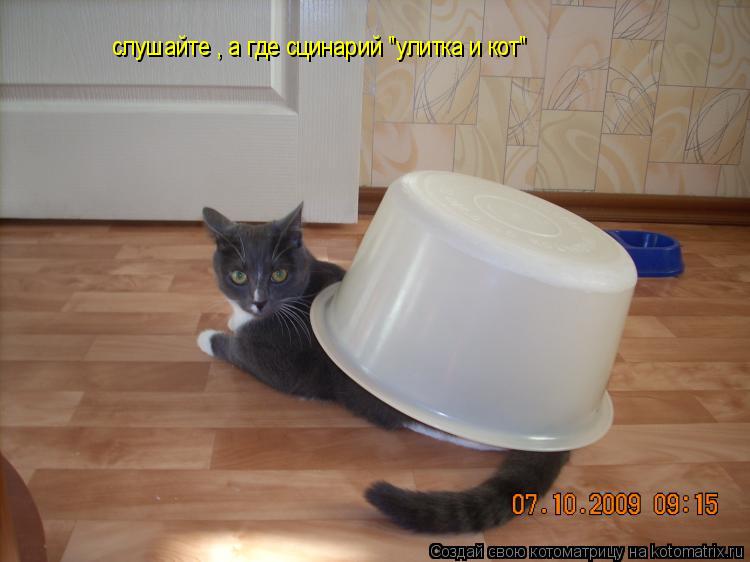 Котоматрица: слушайте , а где сцинарий "улитка и кот"