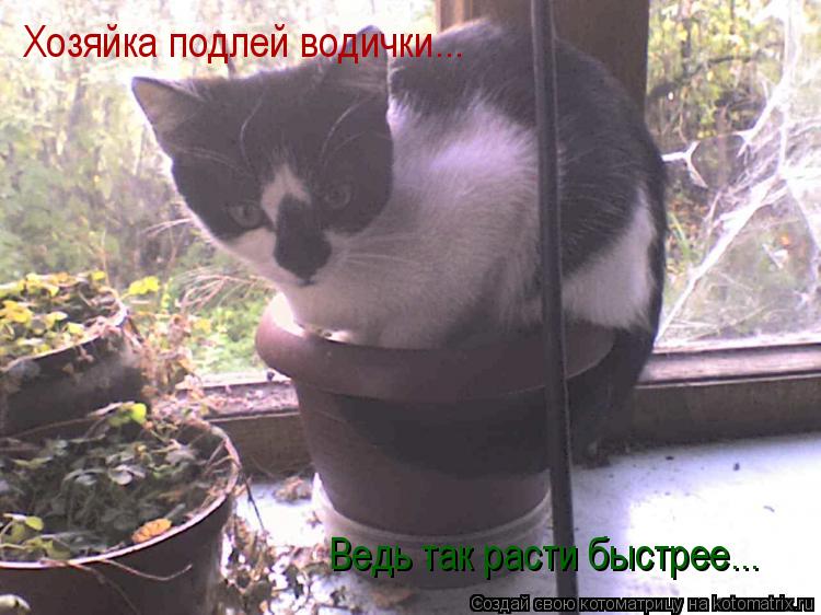 Котоматрица: Ведь так расти быстрее... Хозяйка подлей водички...