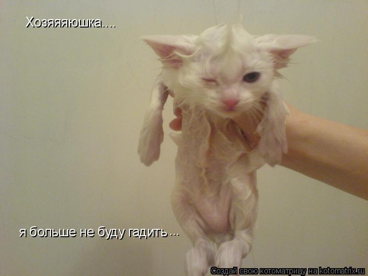 Котоматрица: Хозяяяюшка....  я больше не буду гадить ...