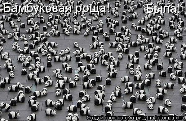 Котоматрица: Бамбуковая роща! Была!