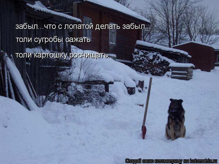 Котоматрица: забыл...что с лопатой делать забыл... толи сугробы сажать толи картошку росчищать....