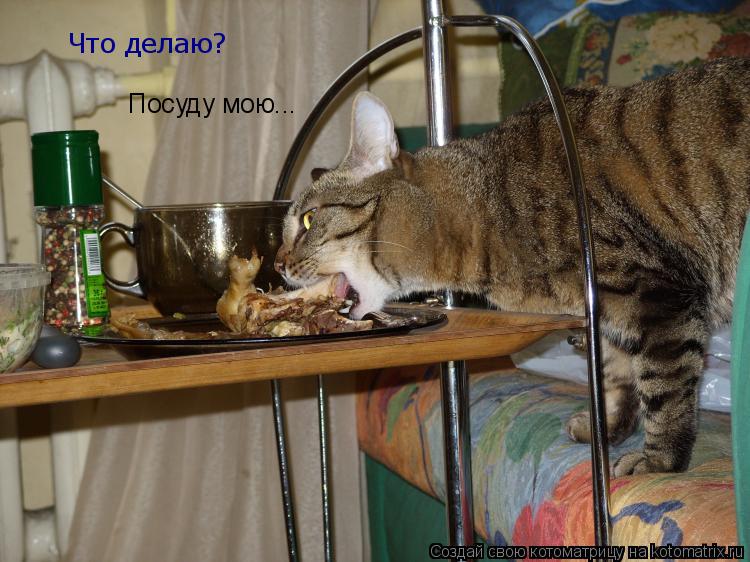 Котоматрица: Что делаю? Посуду мою...