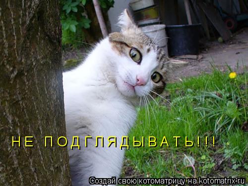 Котоматрица: Н Е   П О Д Г Л Я Д Ы В А Т Ь ! ! !