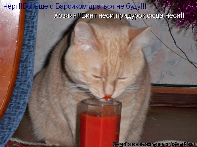 Котоматрица: Чёрт!!Больше с Барсиком драться не буду!!! Хозяин!!Бинт неси,придурок,сюда неси!!