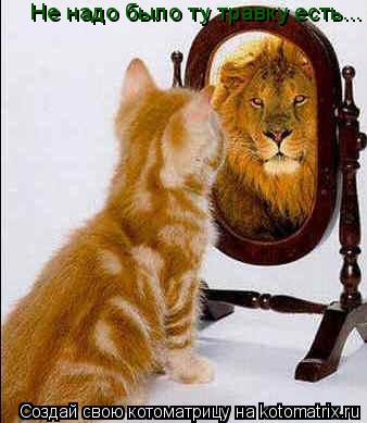 Котоматрица: Не надо было ту травку есть...