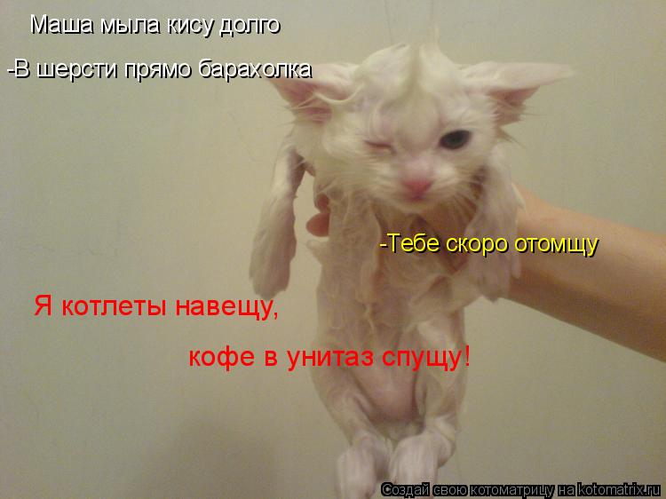 Котоматрица: Маша мыла кису долго -В шерсти прямо барахолка -Тебе скоро отомщу Я котлеты навещу, кофе в унитаз спущу!
