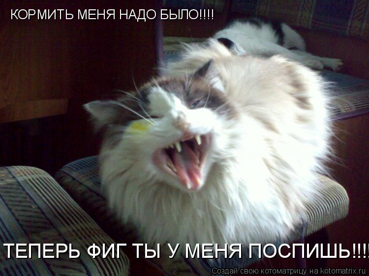 Котоматрица: КОРМИТЬ МЕНЯ НАДО БЫЛО!!!! ТЕПЕРЬ ФИГ ТЫ У МЕНЯ ПОСПИШЬ!!!!