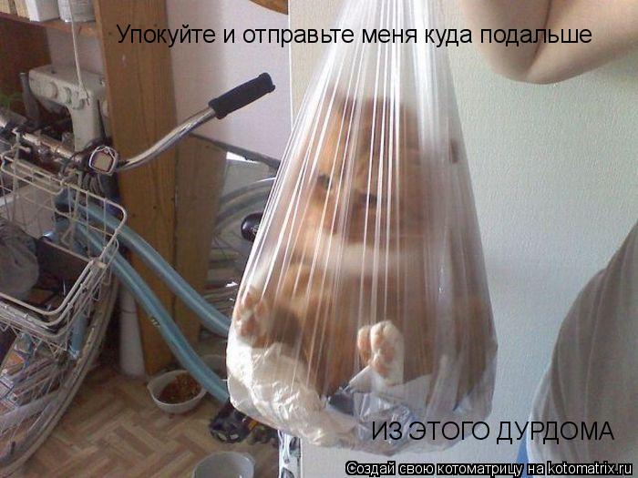 Котоматрица: Упокуйте и отправьте меня куда подальше ИЗ ЭТОГО ДУРДОМА