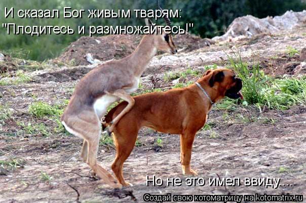 Котоматрица: И сказал Бог живым тварям: "Плодитесь и размножайтесь!" Но не это имел ввиду....