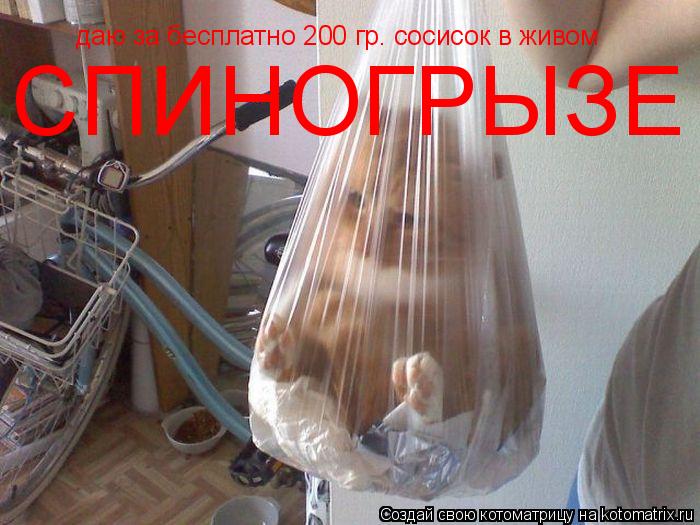 Котоматрица: даю за бесплатно 200 гр. сосисок в живом  СПИНОГРЫЗЕ