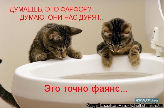 Котоматрица: ДУМАЕШЬ, ЭТО ФАРФОР? ДУМАЮ, ОНИ НАС ДУРЯТ.. Это точно фаянс...