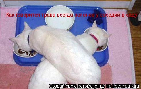 Котоматрица: Как говорится трава всегда зеленее у соседий в саду