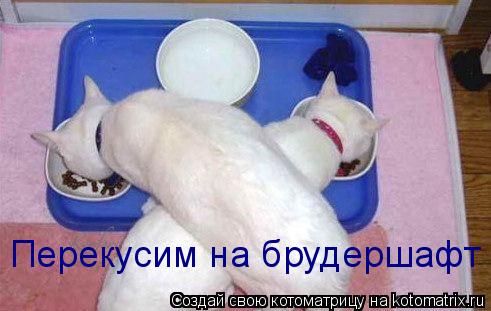Котоматрица: Перекусим на брудершафт
