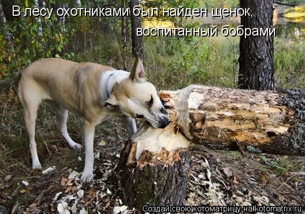 Котоматрица: воспитанный бобрами В лесу охотниками был найден щенок,