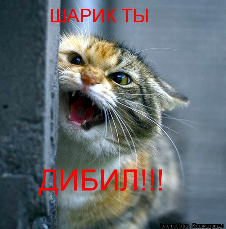 Котоматрица: ШАРИК ТЫ ДИБИЛ!!!