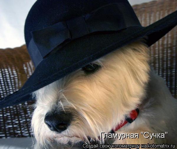 Котоматрица: Гламурная "Сучка"