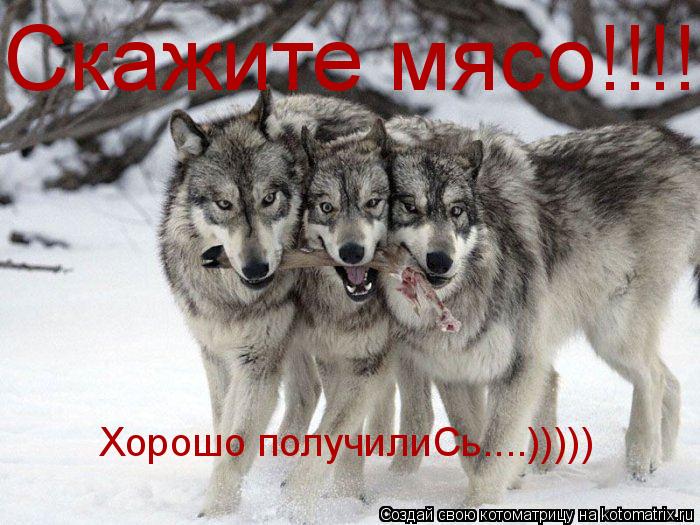 Котоматрица: Скажите мясо!!!! Хорошо получилиСь....)))))