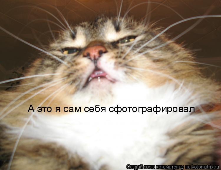 Котоматрица: А это я сам себя сфотографировал