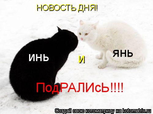 Котоматрица: НОВОСТЬ ДНЯ! инь и янь ПодРАЛИсЬ!!!!