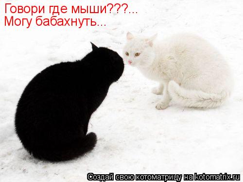 Котоматрица: Говори где мыши???... Могу бабахнуть...