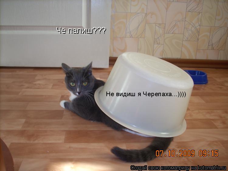 Котоматрица: Чё палиш??? Не видиш я Черепаха...))))