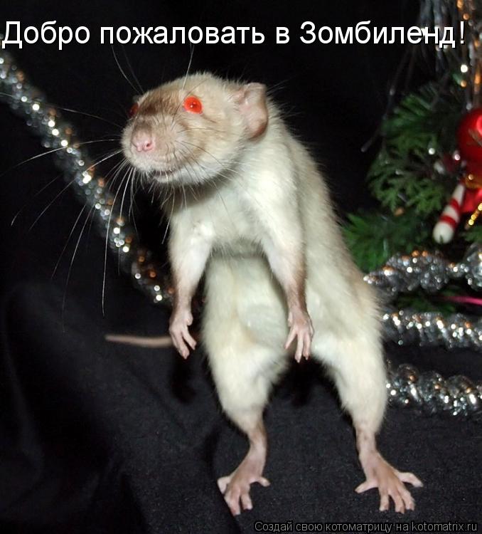 Добро пожаловать в Зомбиленд!... Котоматрица: Добро пожаловать в Зомбиленд!