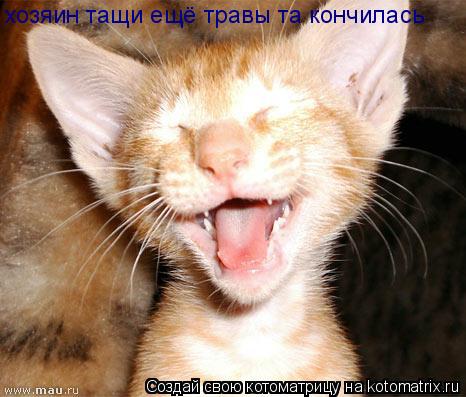 хозяин тащи ещё травы та кончилась... Котоматрица: хозяин тащи ещё травы та кончилась