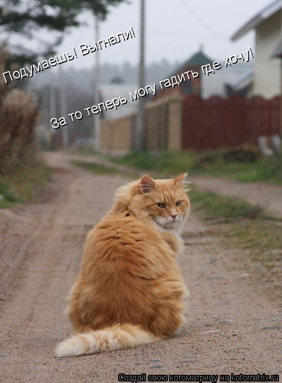 Подумаешь! Выгнали! Подумаешь! Выгнали! За то теперь могу гадить где хочу!... Котоматрица: Подумаешь! Выгнали! Подумаешь! Выгнали! За то теперь могу гадить где хочу!