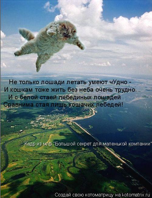 Не только лошади летать умеют чУдно - И кошкам тоже жить без неба очень трудно... И с белой стаей ле... Котоматрица: Не только лошади летать умеют чУдно - И кошкам тоже жить без неба очень трудно... И с белой стаей лебединых лошадей Сравнима стая лишь кошачи
