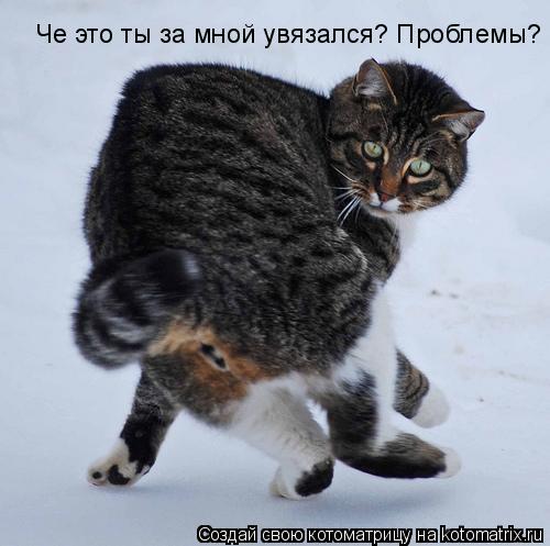 Че это ты за мной увязался? Проблемы? Че это ты за мной увязался? Проблемы?... Котоматрица: Че это ты за мной увязался? Проблемы? Че это ты за мной увязался? Проблемы?