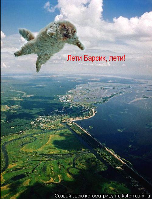 Лети Барсик, лети!... Котоматрица: Лети Барсик, лети!