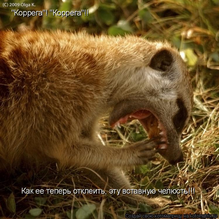 "Коррега"! "Коррега"!! Как ее теперь отклеить, эту вставную челюсть!!!... Котоматрица: "Коррега"! "Коррега"!! Как ее теперь отклеить, эту вставную челюсть!!!