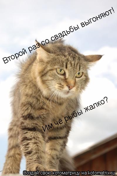 Второй раз со свадьбы выгоняют! Им чё рыбы жалко?... Котоматрица: Второй раз со свадьбы выгоняют! Им чё рыбы жалко?