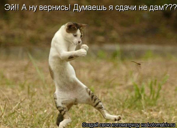 Эй!! А ну вернись! Думаешь я сдачи не дам???... Котоматрица: Эй!! А ну вернись! Думаешь я сдачи не дам???