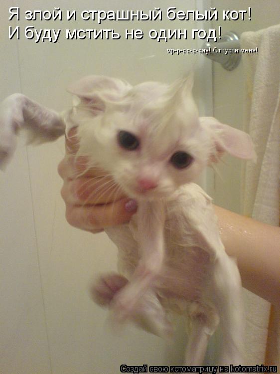 Я злой и страшный белый кот! И буду мстить не один год! мр-р-рр-р-ряу! Отпусти меня!... Котоматрица: Я злой и страшный белый кот! И буду мстить не один год! мр-р-рр-р-ряу! Отпусти меня!