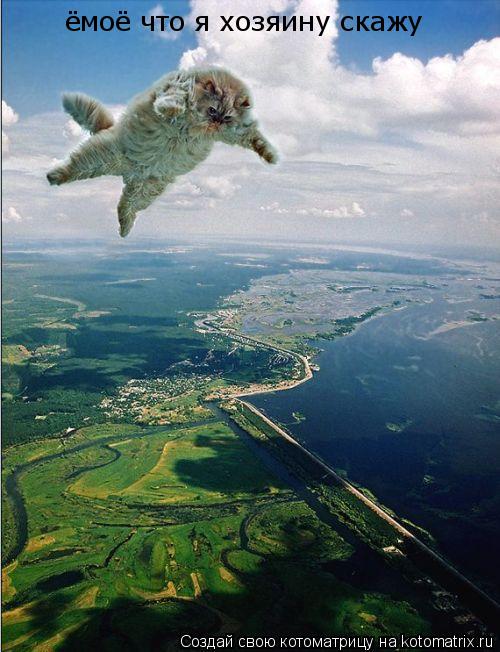 ёмоё что я хозяину скажу... Котоматрица: ёмоё что я хозяину скажу