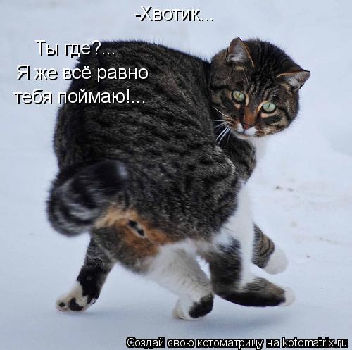 -Хвотик... Ты где?... Я же всё равно тебя поймаю!...... Котоматрица: -Хвотик... Ты где?... Я же всё равно тебя поймаю!...