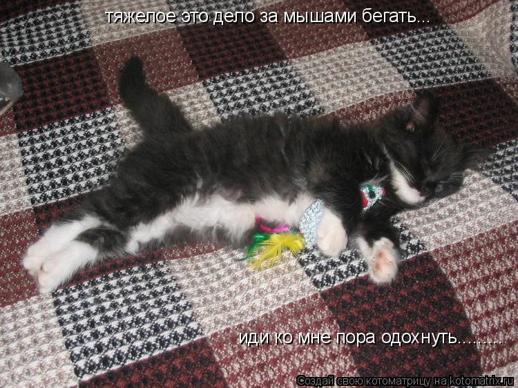 тяжелое это дело за мышами бегать... иди ко мне пора одохнуть............ Котоматрица: тяжелое это дело за мышами бегать... иди ко мне пора одохнуть.........