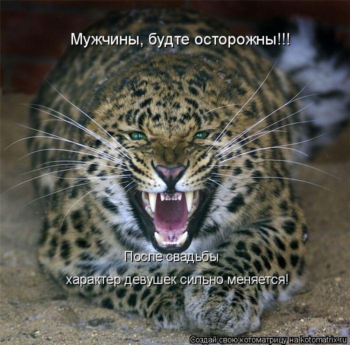 Мужчины, будте осторожны!!! После свадьбы характер девушек сильно меняется!... Котоматрица: Мужчины, будте осторожны!!! После свадьбы характер девушек сильно меняется!