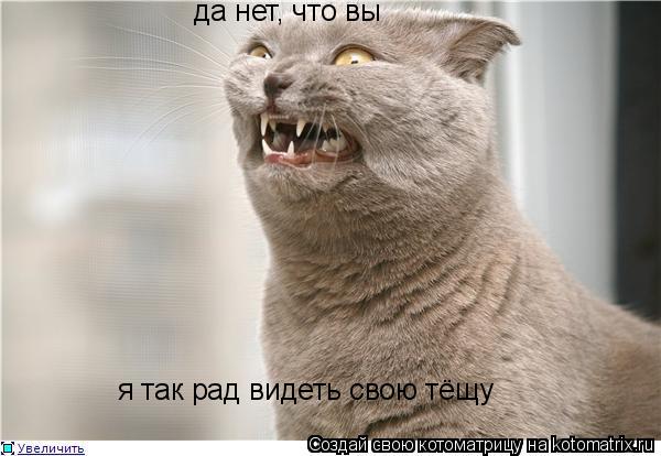 да нет, что вы я так рад видеть свою тёщу... Котоматрица: да нет, что вы я так рад видеть свою тёщу
