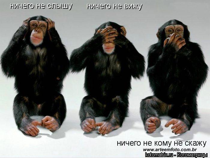 ничего не слышу ничего не вижу ничего не кому не скажу... Котоматрица: ничего не слышу ничего не вижу ничего не кому не скажу