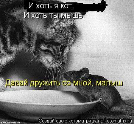 И хоть я кот, И хоть ты мышь, Давай дружить со мной, малыш... Котоматрица: И хоть я кот, И хоть ты мышь, Давай дружить со мной, малыш