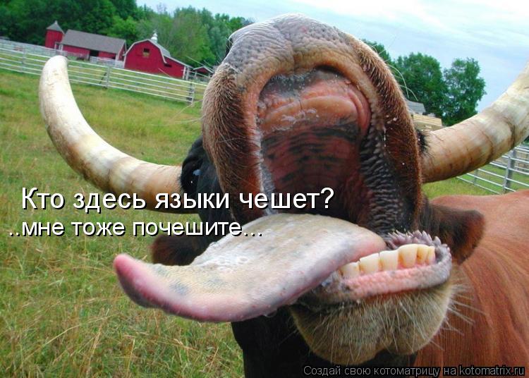 Кто здесь языки чешет? ..мне тоже почешите...... Котоматрица: Кто здесь языки чешет? ..мне тоже почешите...